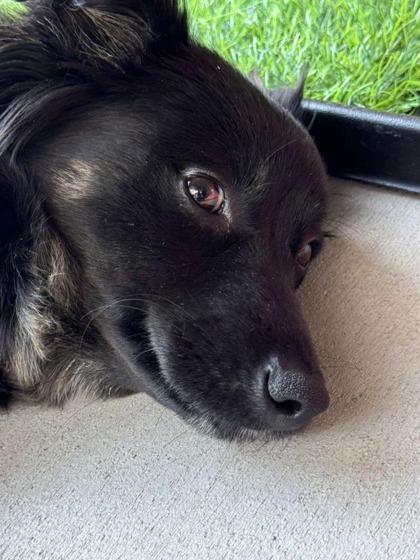 Harmony, Adoptable, Adult Female Pomeranian & Mixed Breed.