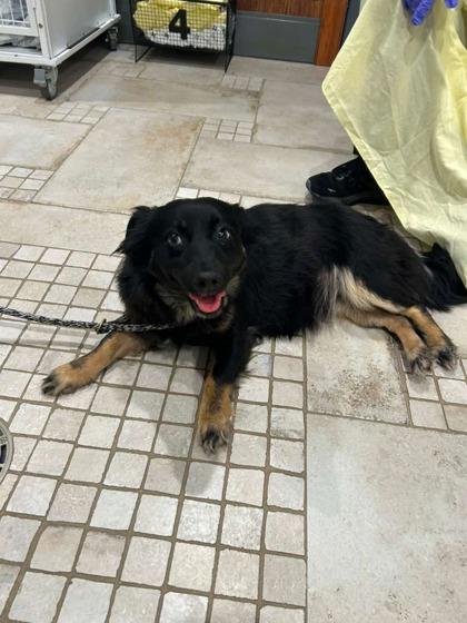 Enlarge Harmony, a Adoptable mixed breed in Southern Pines, NC image 2/3