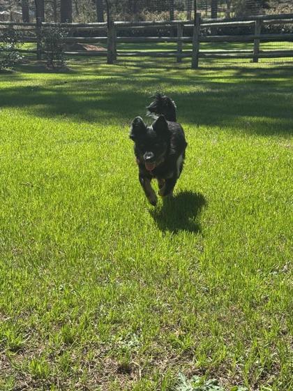 Enlarge Harmony, a Adoptable mixed breed in Southern Pines, NC image 3/3