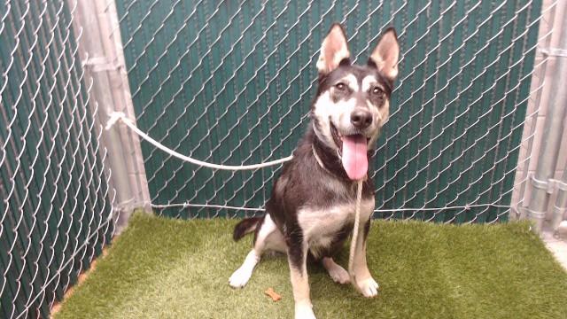 NALA, Adoptable, Young Female Siberian Husky & Mixed Breed.