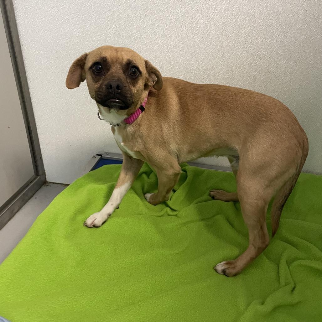 Enlarge Peanut Butter, a Adoptable Terrier in Branson, MO image 1/1