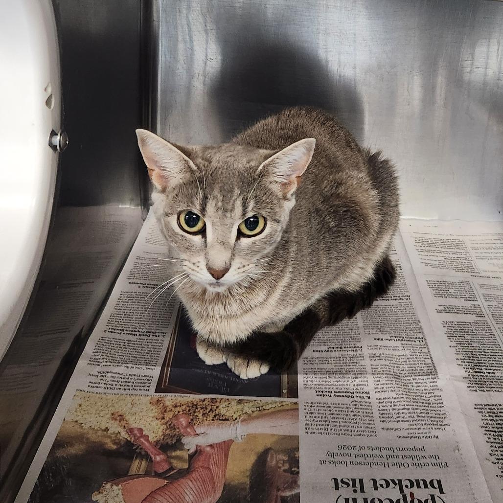 Enlarge Spaghettios, a Adoptable Domestic Short Hair in Brockton, MA image 1/1