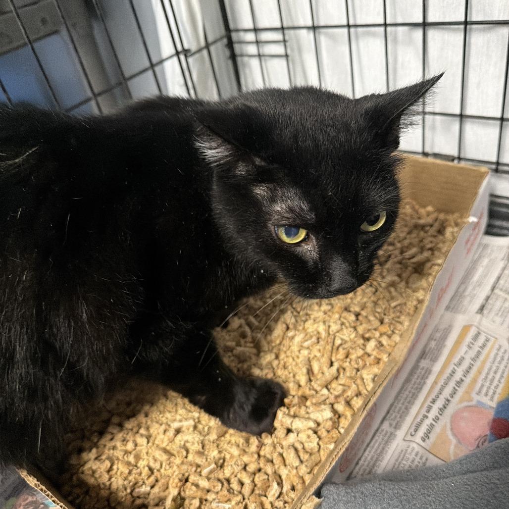Theo, Adoptable, Senior Male Domestic Short Hair.