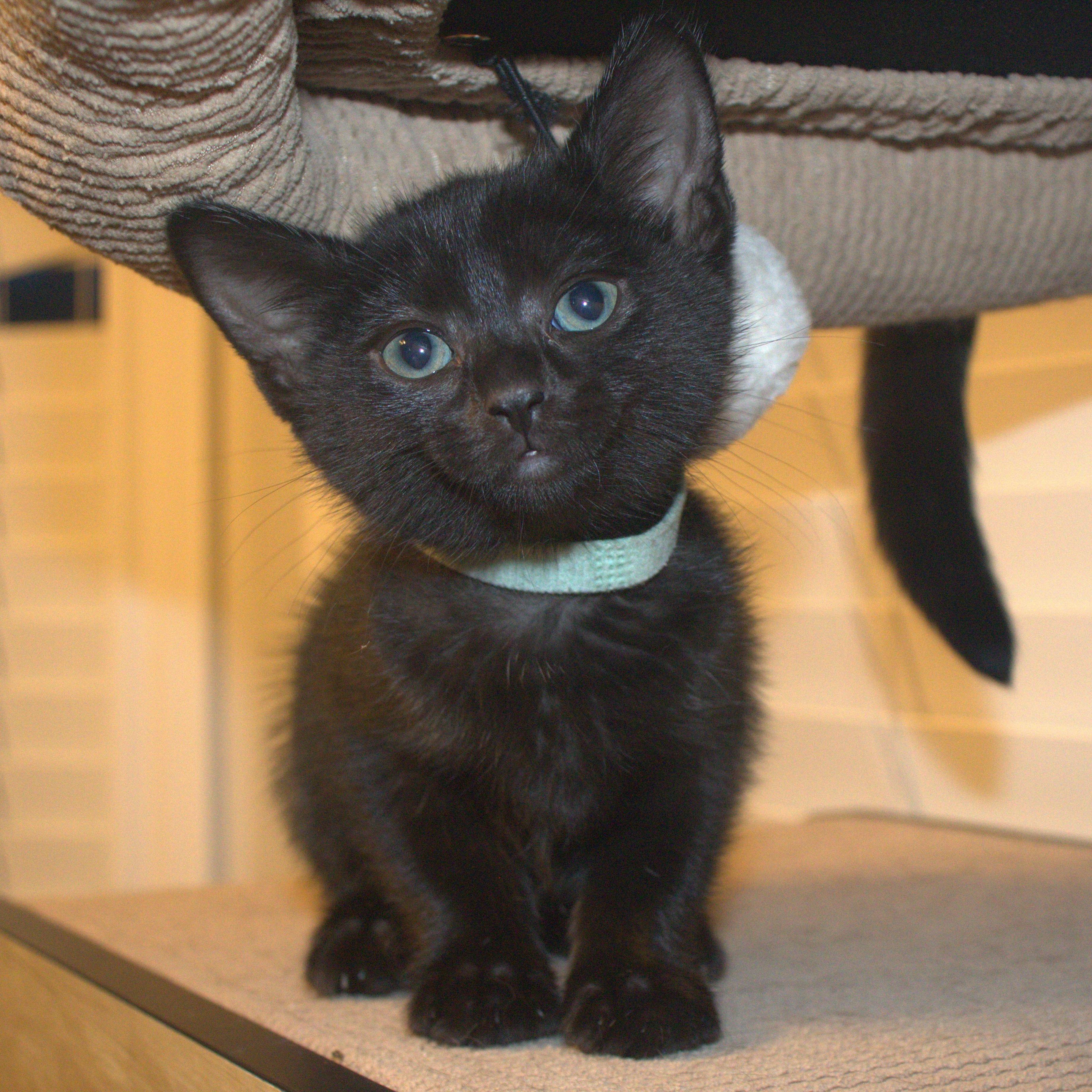 Jetta, a ADOPTABLE Domestic Short Hair in Bryan, TX image 2/6