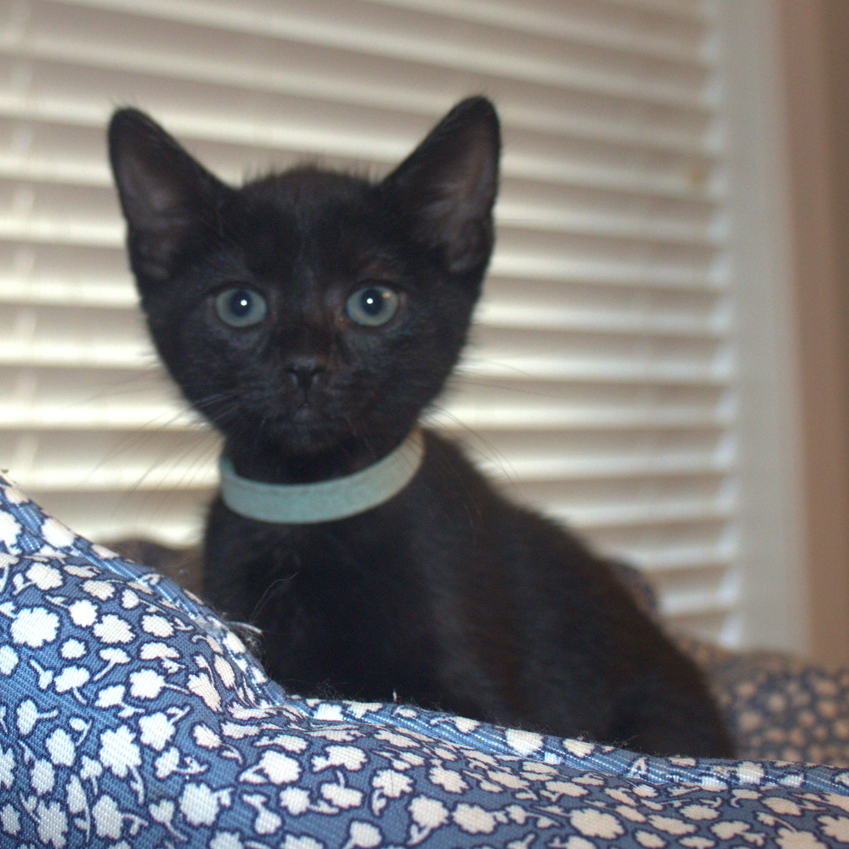 Jetta, a ADOPTABLE Domestic Short Hair in Bryan, TX image 4/6