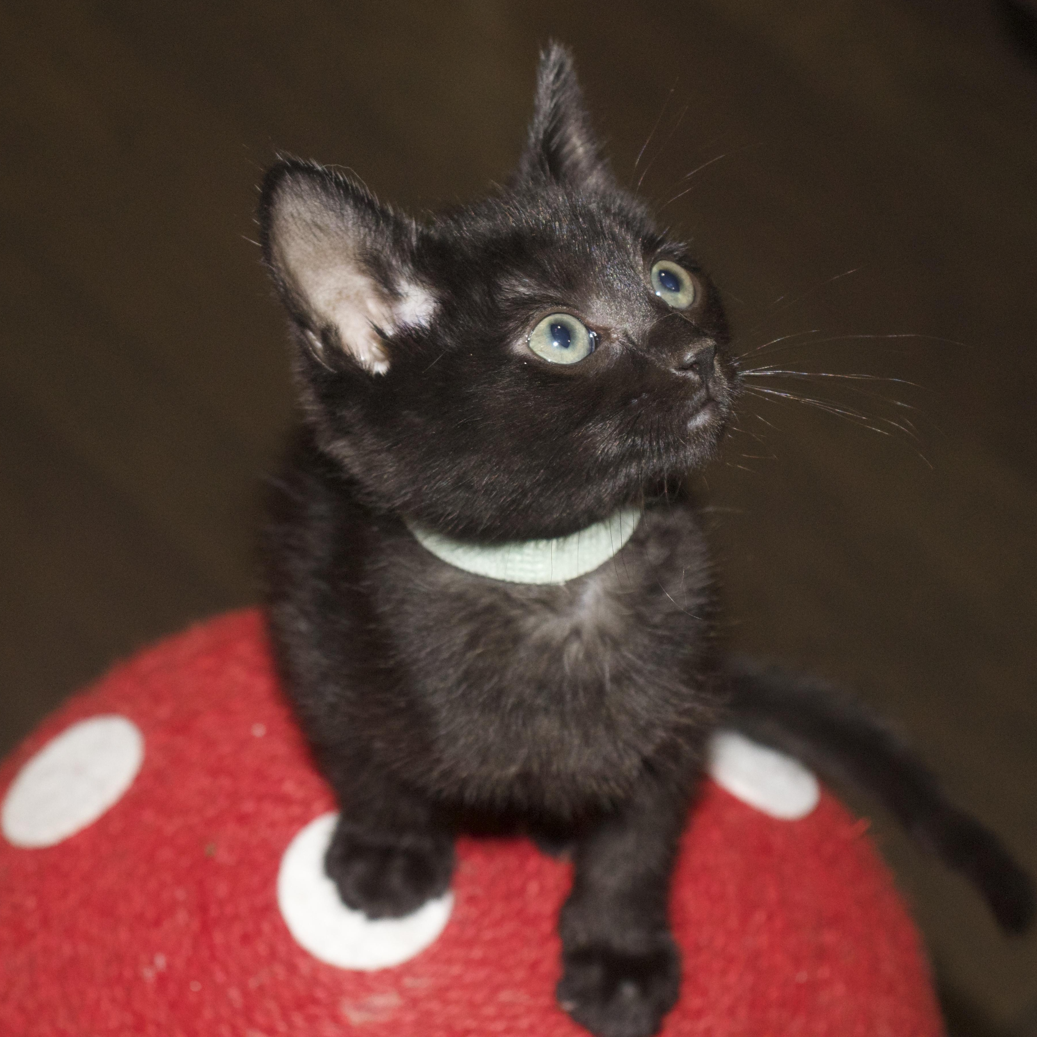 Jetta, a ADOPTABLE Domestic Short Hair in Bryan, TX image 1/6