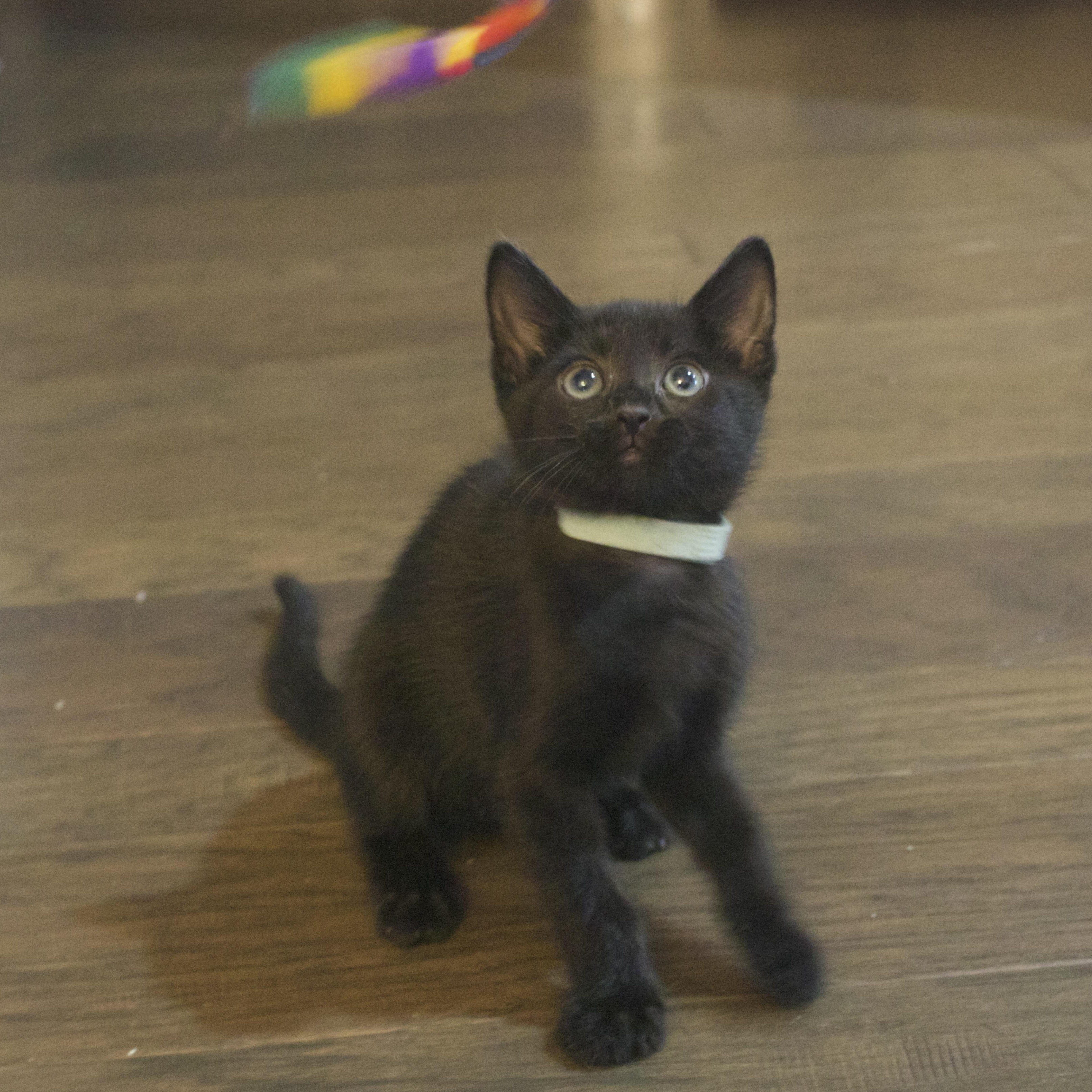 Jetta, a ADOPTABLE Domestic Short Hair in Bryan, TX image 6/6