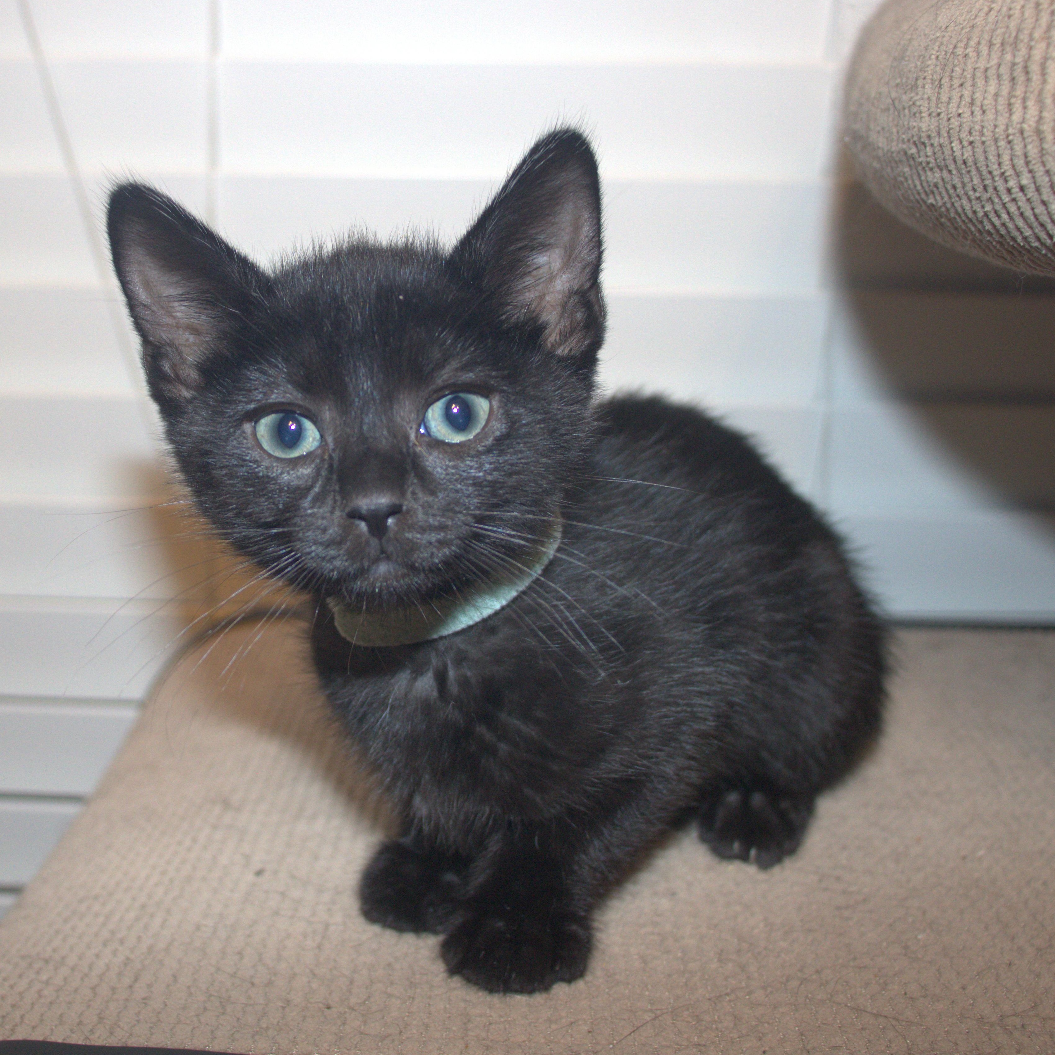 Jetta, a ADOPTABLE Domestic Short Hair in Bryan, TX image 3/6