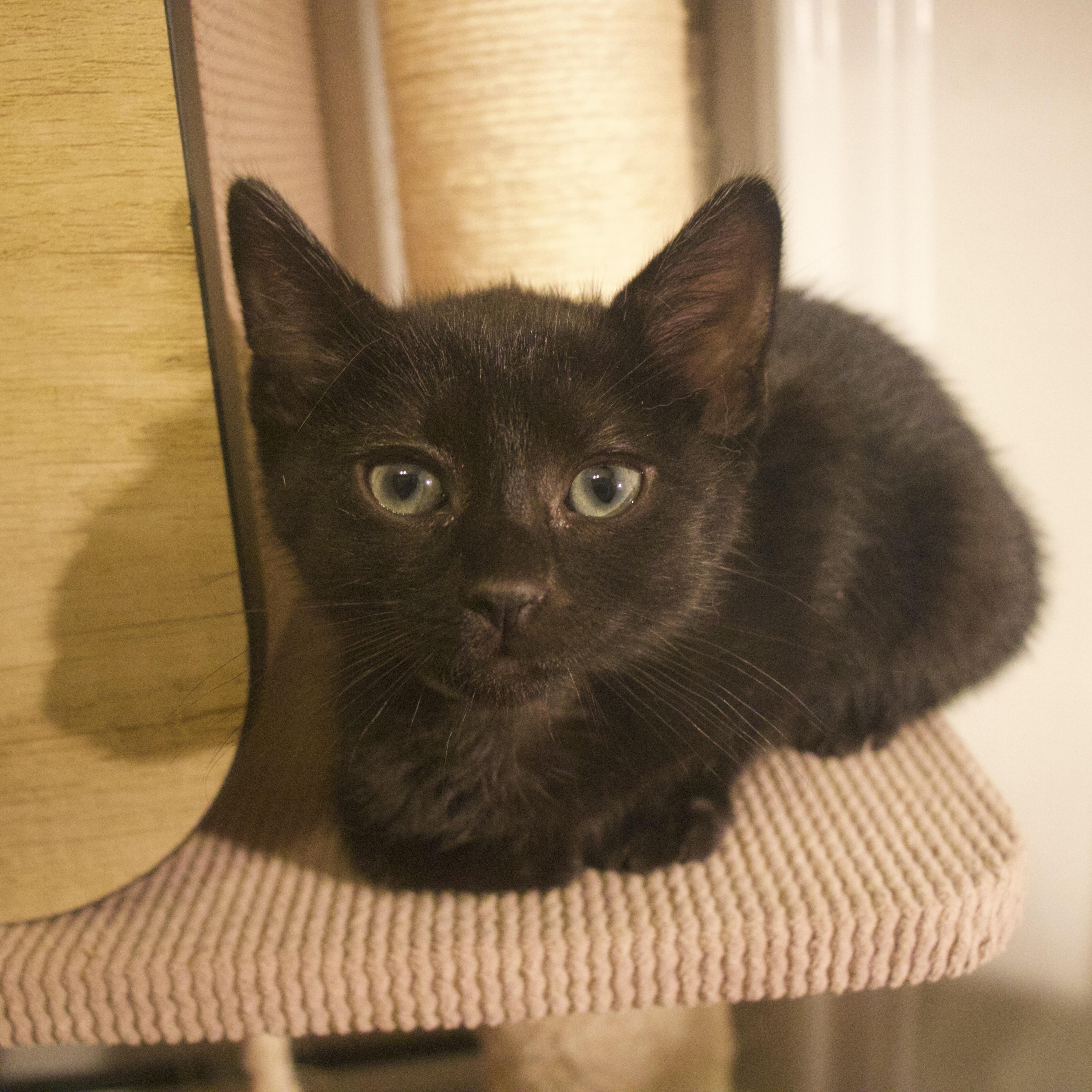 Jetta, a ADOPTABLE Domestic Short Hair in Bryan, TX image 5/6