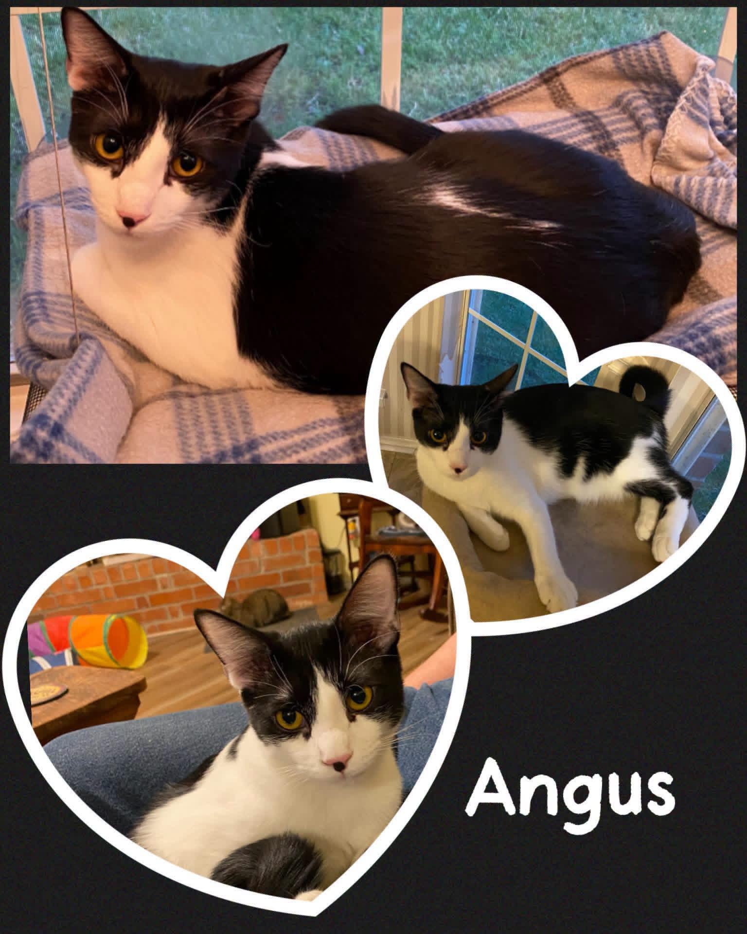 Angus, ADOPTABLE, Adult Male Domestic Short Hair.