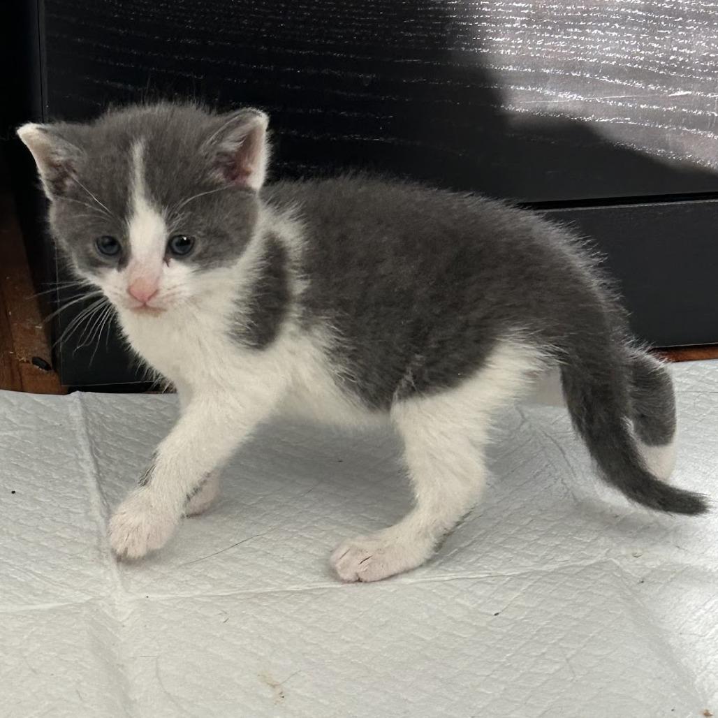 Godzilla, Adoptable, Young Male Domestic Medium Hair.