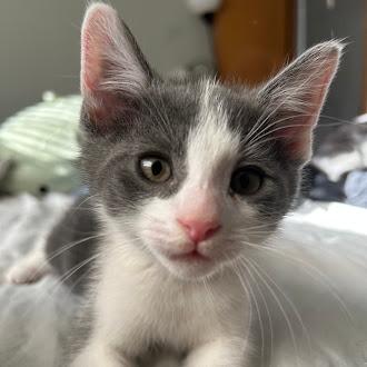 Godzilla, a Adoptable Domestic Medium Hair in Delaware, OH image 2/3