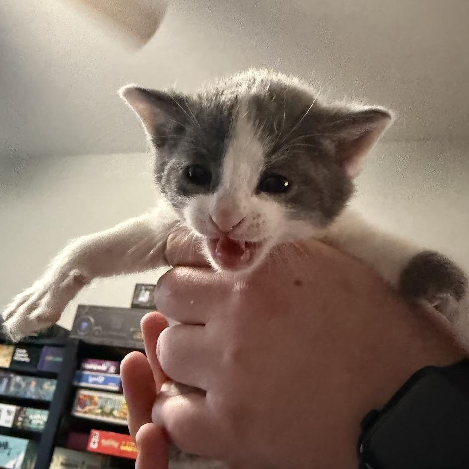 Godzilla, a Adoptable Domestic Medium Hair in Delaware, OH image 3/3