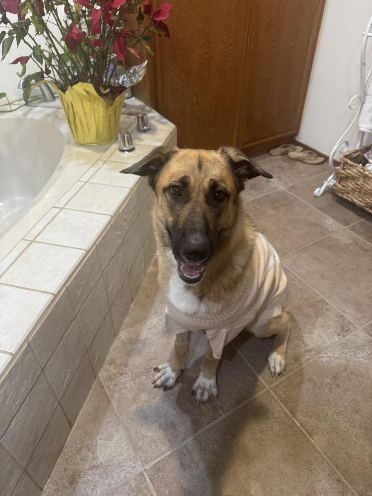 Enlarge Ally, a Adoptable German Shepherd Dog in Pasadena, CA image 1/6