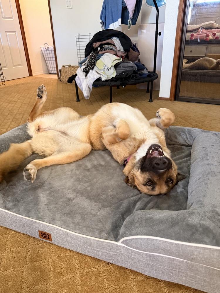 Enlarge Ally, a Adoptable German Shepherd Dog in Pasadena, CA image 2/6