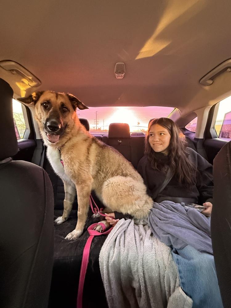 Enlarge Ally, a Adoptable German Shepherd Dog in Pasadena, CA image 3/6