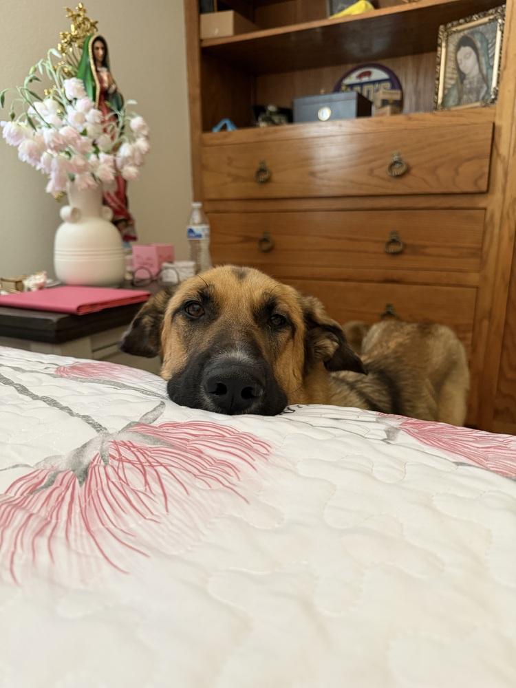 Enlarge Ally, a Adoptable German Shepherd Dog in Pasadena, CA image 4/6