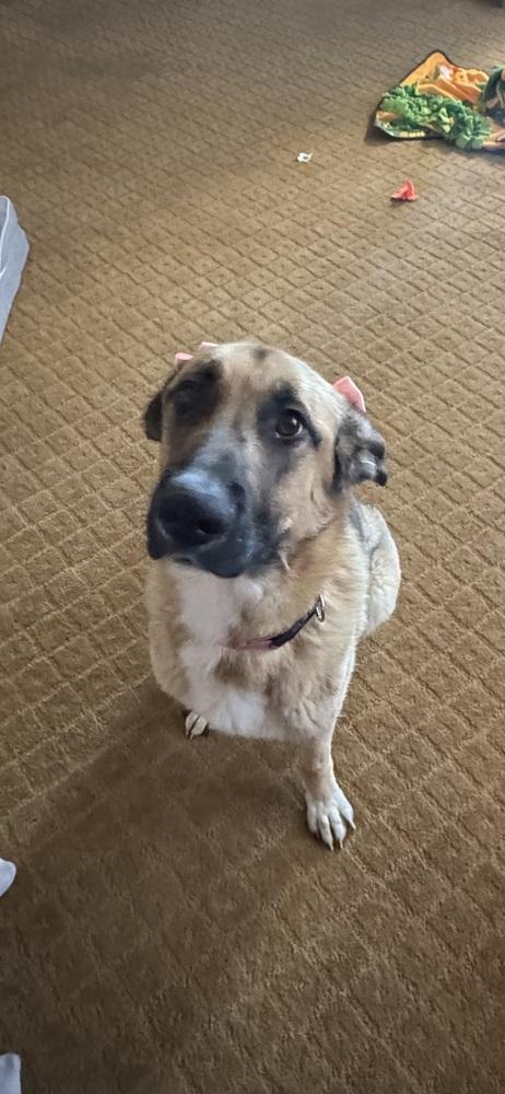 Enlarge Ally, a Adoptable German Shepherd Dog in Pasadena, CA image 5/6