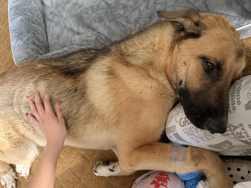 Enlarge Ally, a Adoptable German Shepherd Dog in Pasadena, CA image 6/6