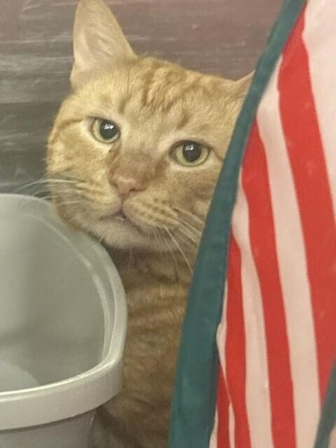 Big Joey, Adoptable, Adult Male Domestic Short Hair.