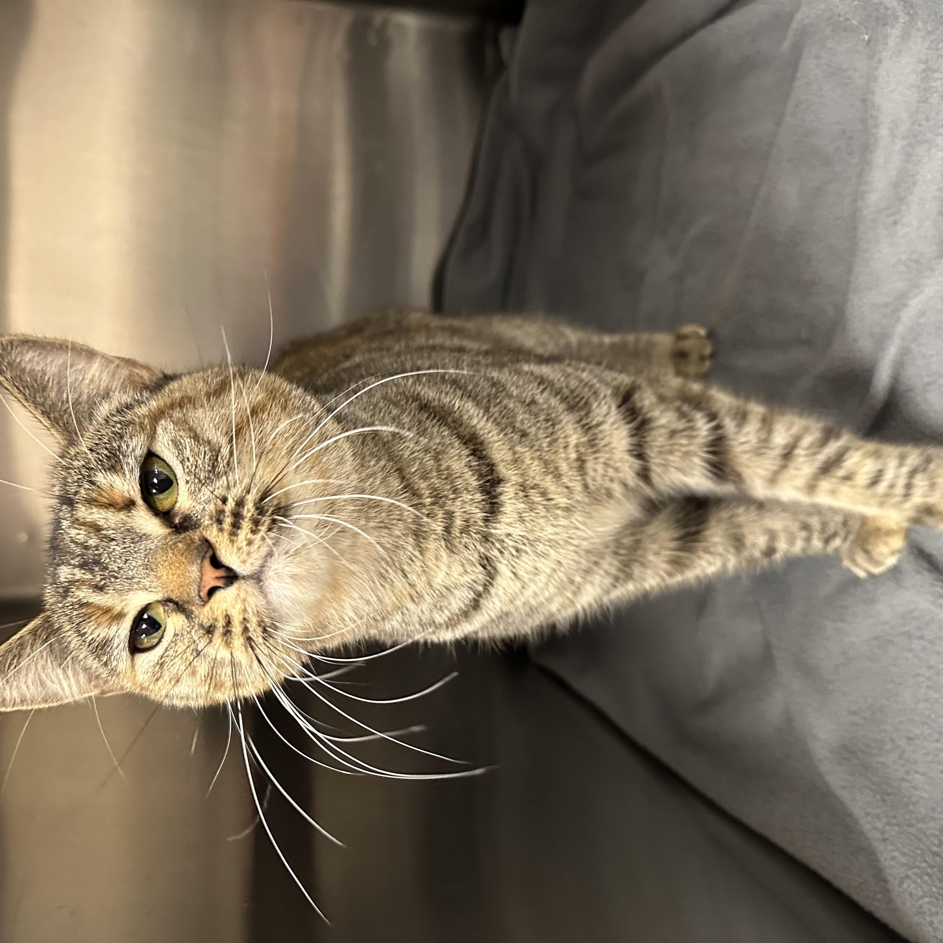 Enlarge Portia, an adopted Domestic Short Hair in Monson, MA image 3/4