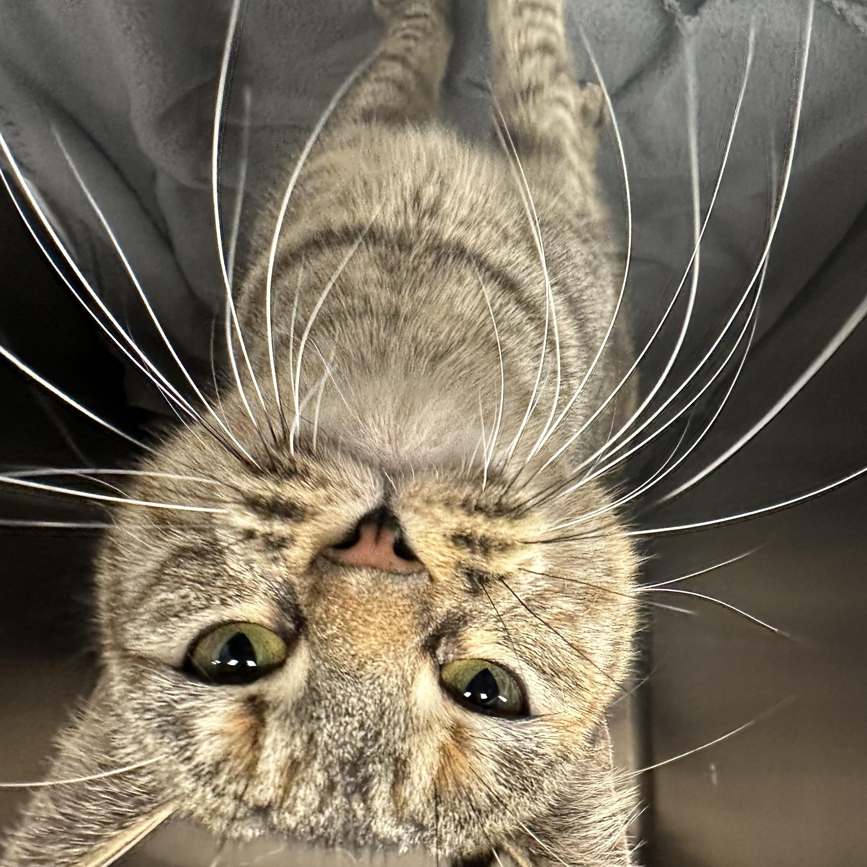 Enlarge Portia, an adopted Domestic Short Hair in Monson, MA image 4/4