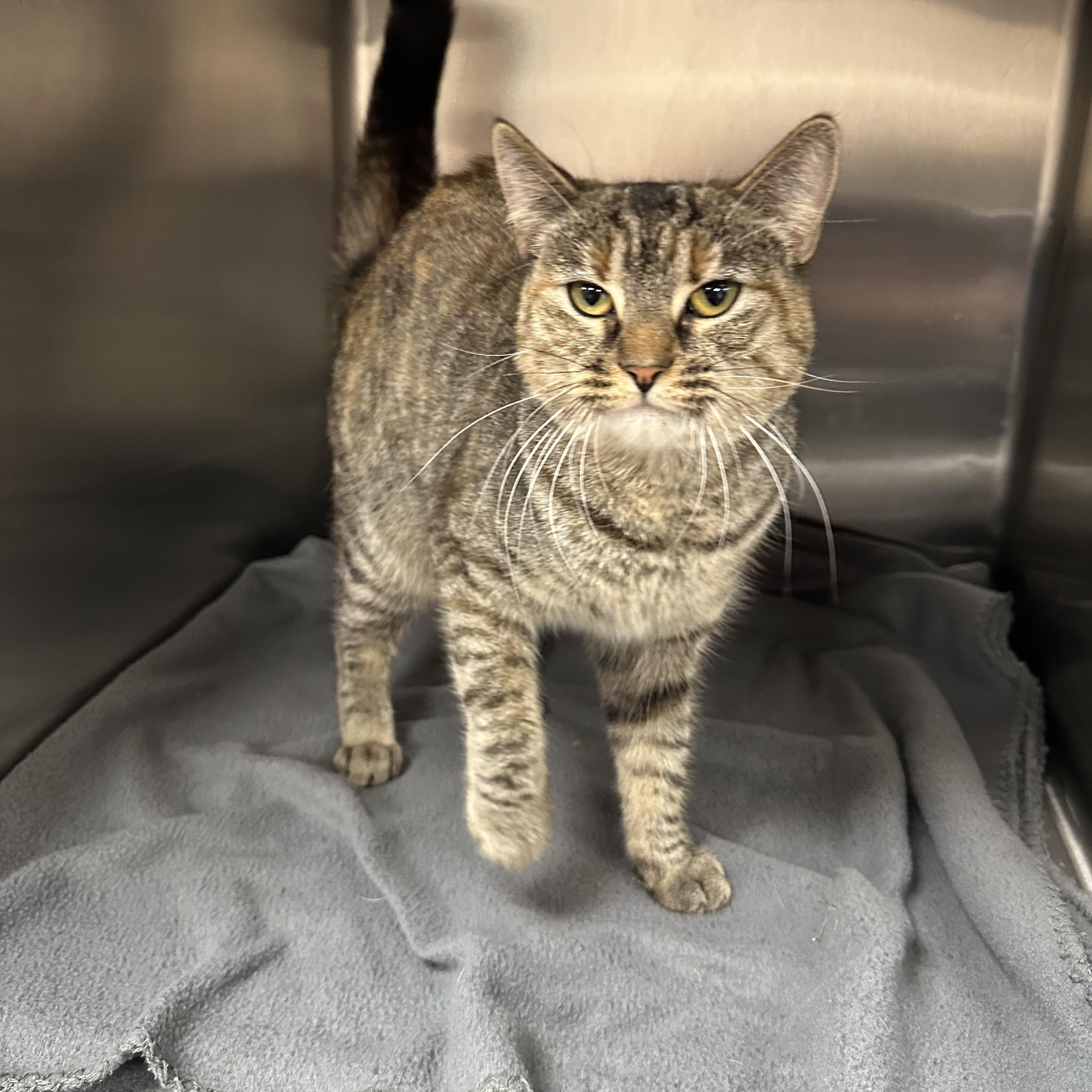 Portia, Adoptable, Adult Female Domestic Short Hair.