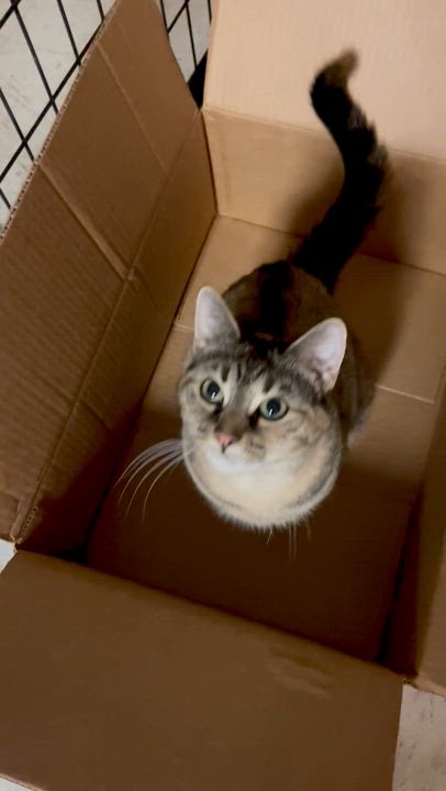 Enlarge Portia, an adopted Domestic Short Hair in Monson, MA video 2/4