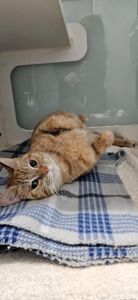 Enlarge Dolores, a Adoptable Domestic Short Hair in Muskegon, MI image 1/3
