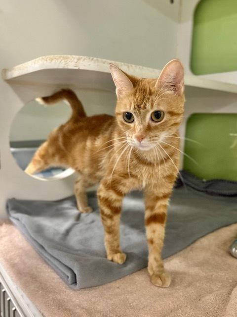 Enlarge Dolores, a Adoptable Domestic Short Hair in Muskegon, MI image 2/4