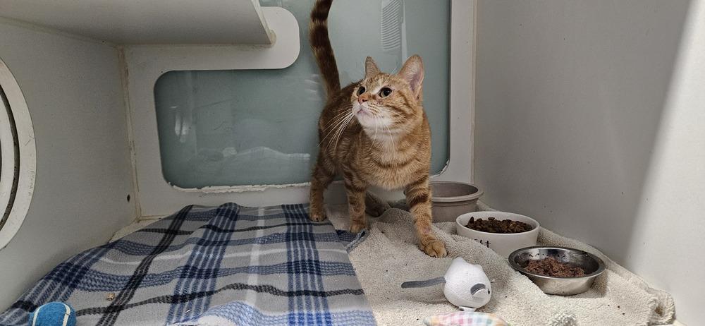 Enlarge Dolores, a Adoptable Domestic Short Hair in Muskegon, MI image 2/3
