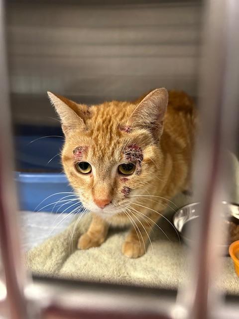 Enlarge Dolores, a Adoptable Domestic Short Hair in Muskegon, MI image 3/3