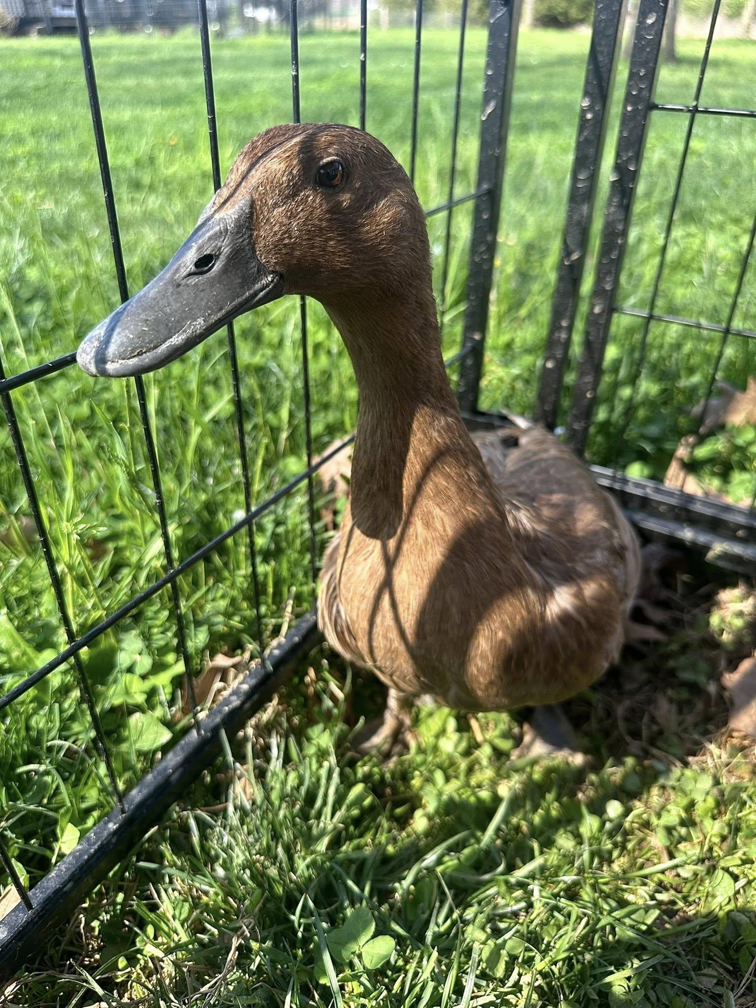 Ginger, ADOPTABLE, Adult Female Duck.