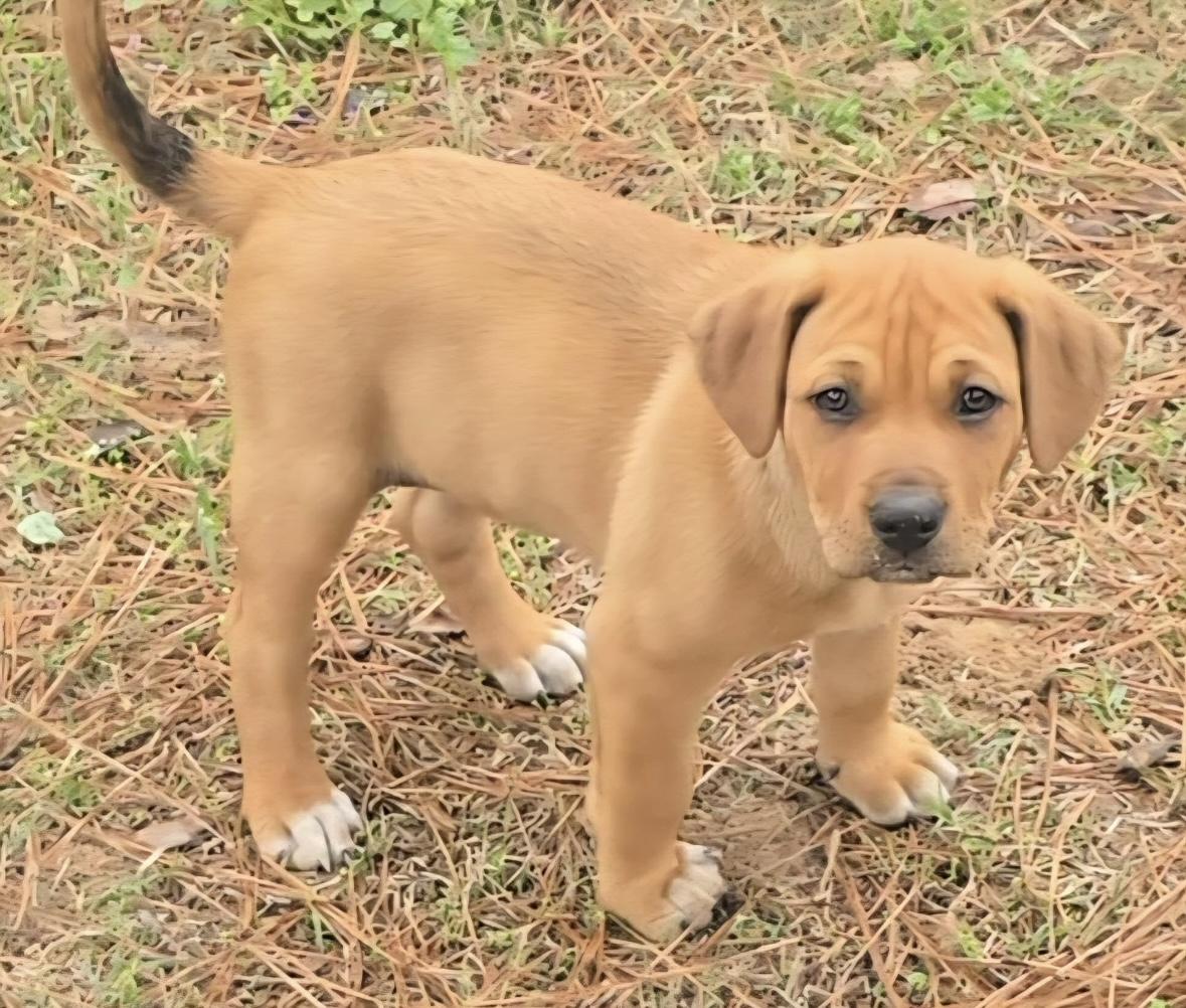 Gummy Bear — thumbnail 3