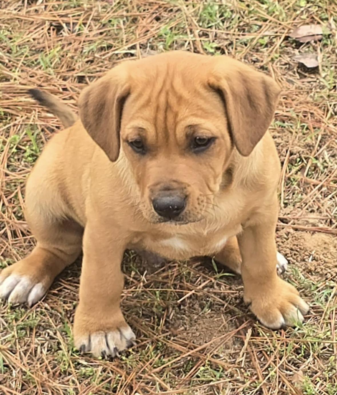 Gummy Bear — thumbnail 4