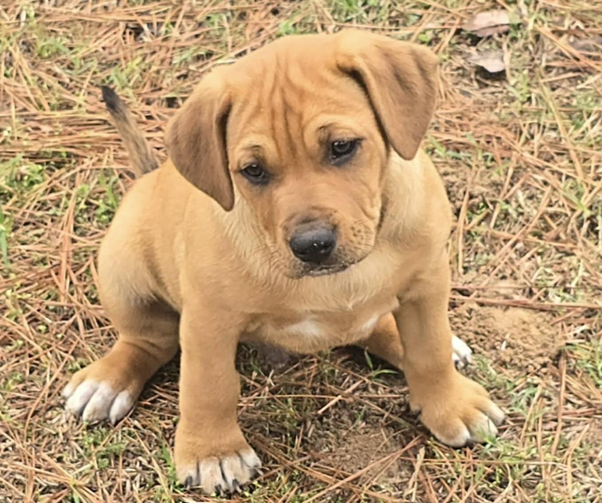 Gummy Bear — thumbnail 5