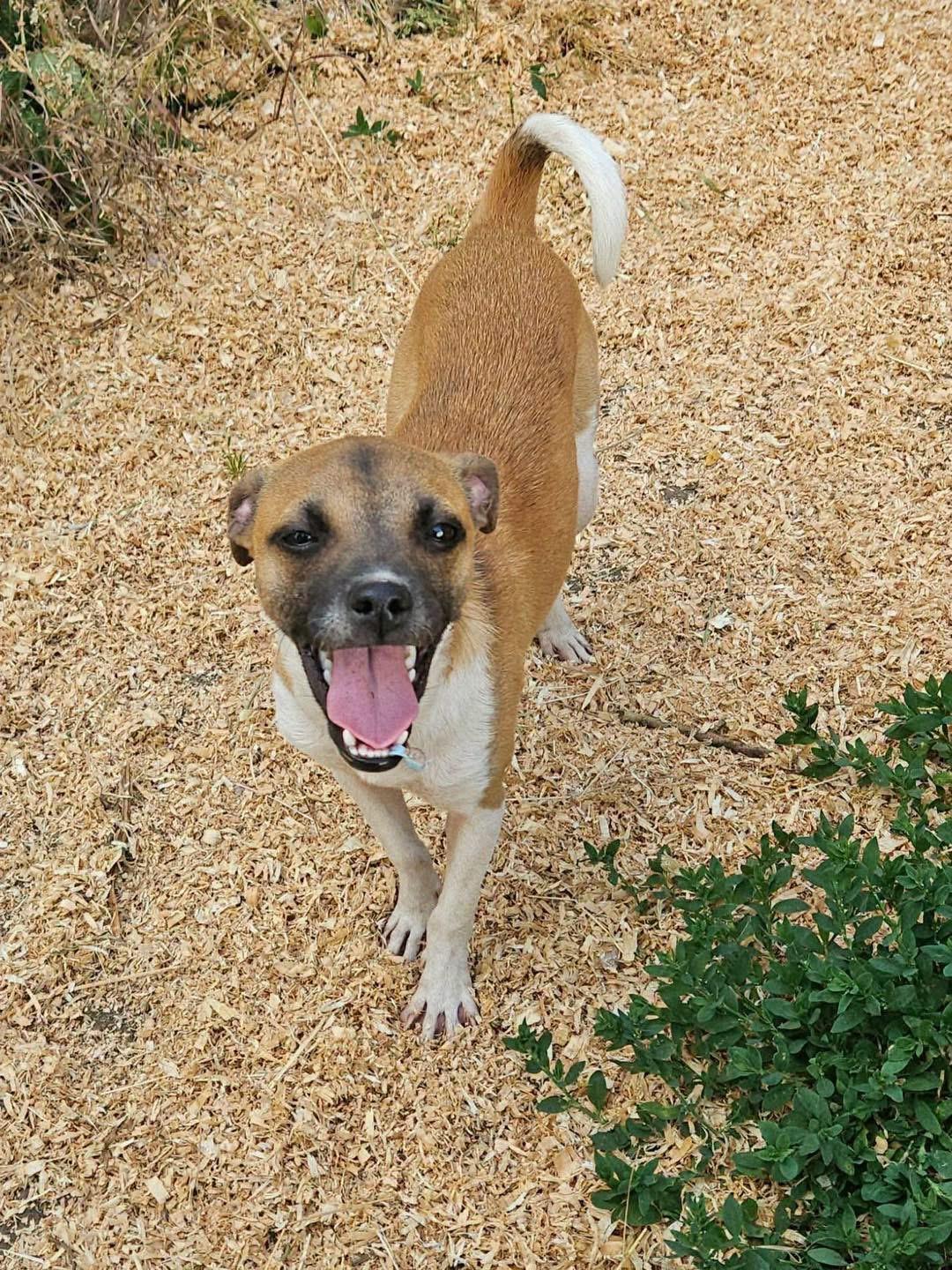 Enlarge Mary Puppins, an adoptable mixed breed in Eugene, OR image 4/6