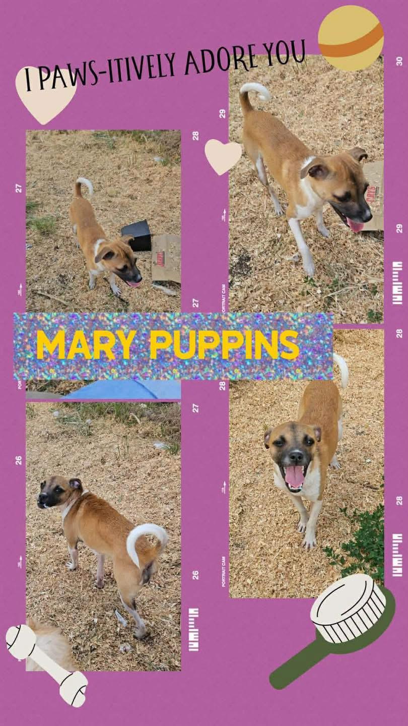 Mary Puppins, adoptable, Young Female Chihuahua.