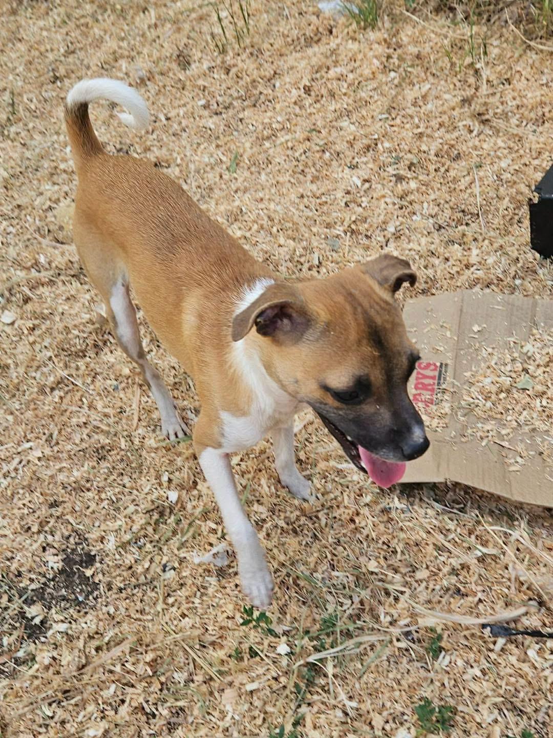 Enlarge Mary Puppins, an adoptable mixed breed in Eugene, OR image 3/6