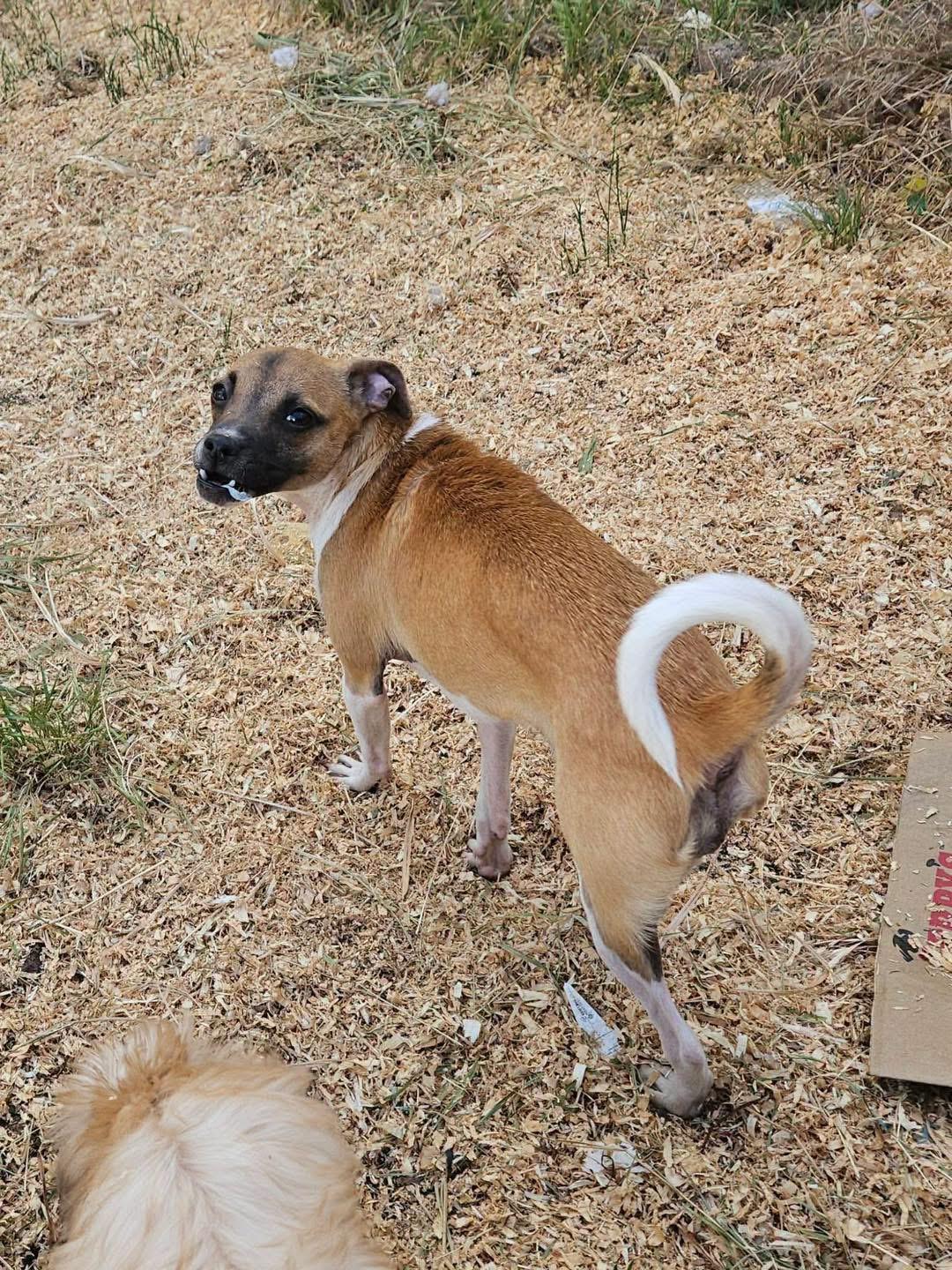 Enlarge Mary Puppins, an adoptable mixed breed in Eugene, OR image 2/6