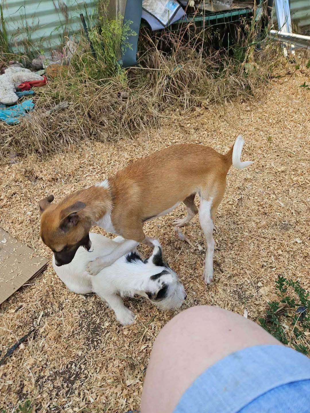 Enlarge Mary Puppins, an adoptable mixed breed in Eugene, OR image 5/6