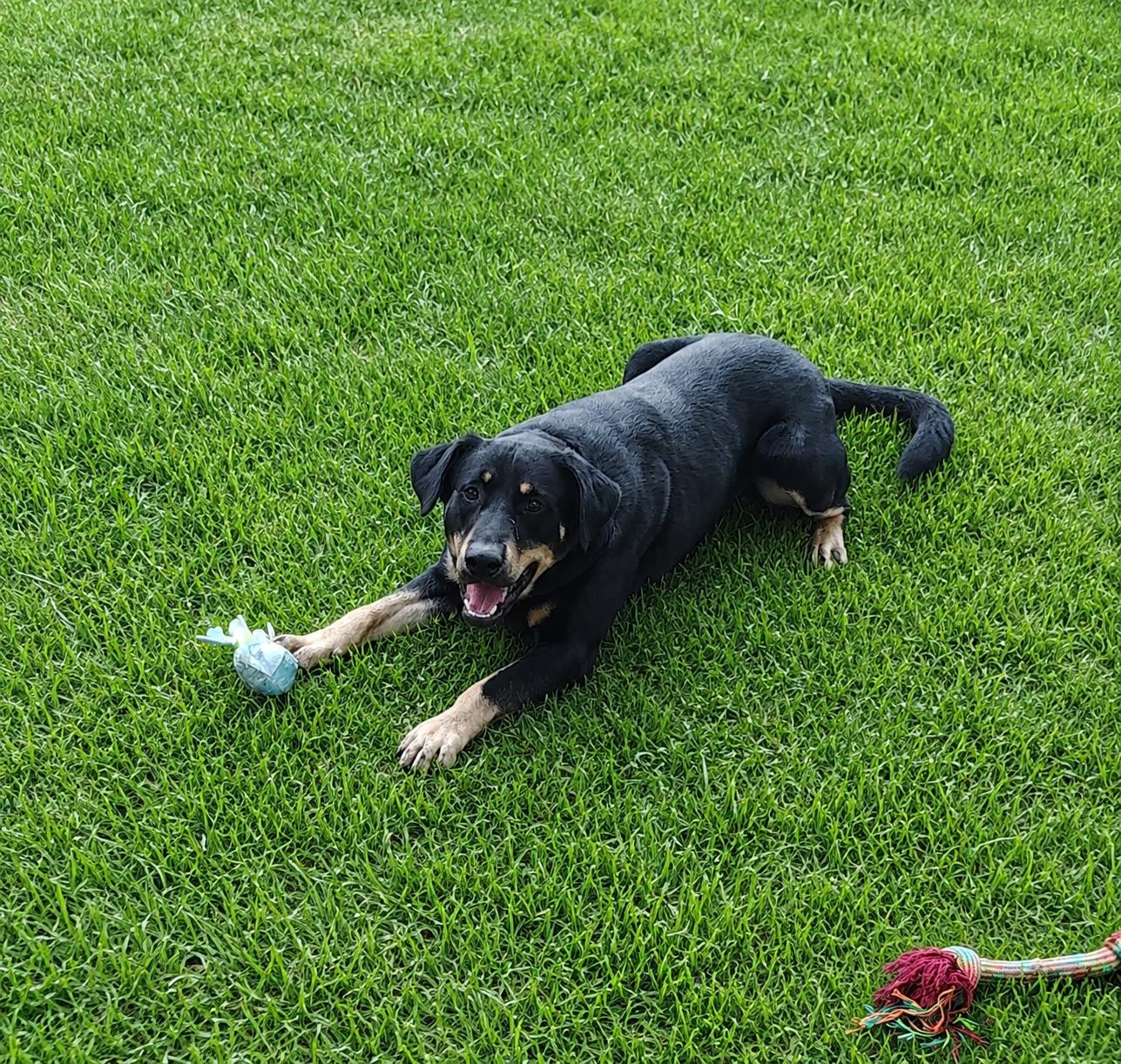 Enlarge Charlie, a Adoptable mixed breed in Rockwell City, IA image 1/1