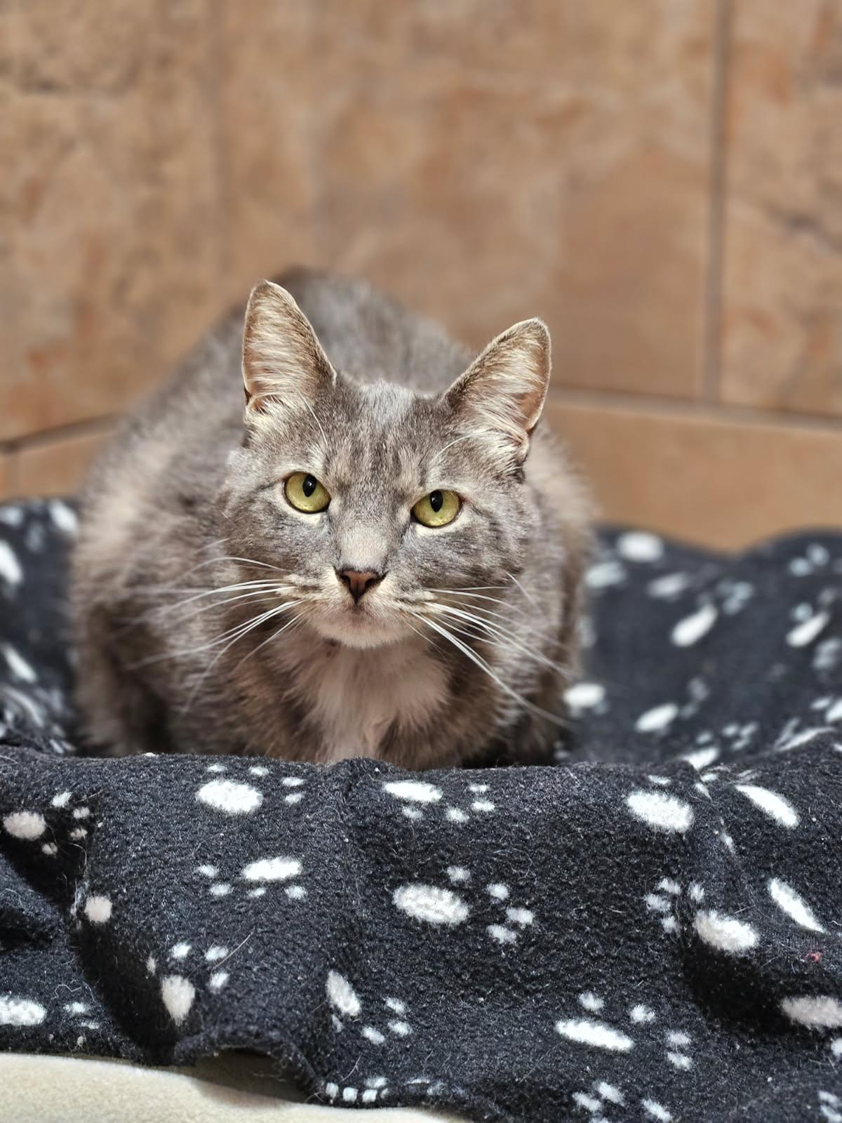 Grace and Frankie, an adopted Domestic Short Hair in Florenceville, NB image 2/2