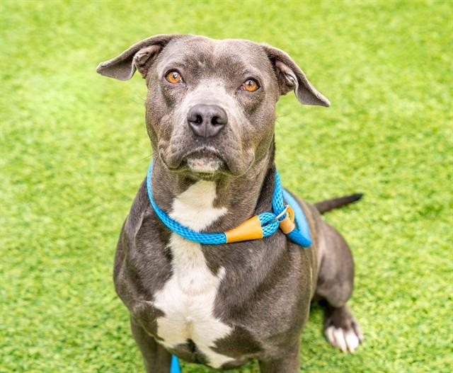 Enlarge PAPERMATE, a Adoptable Pit Bull Terrier in San Jose, CA image 1/1