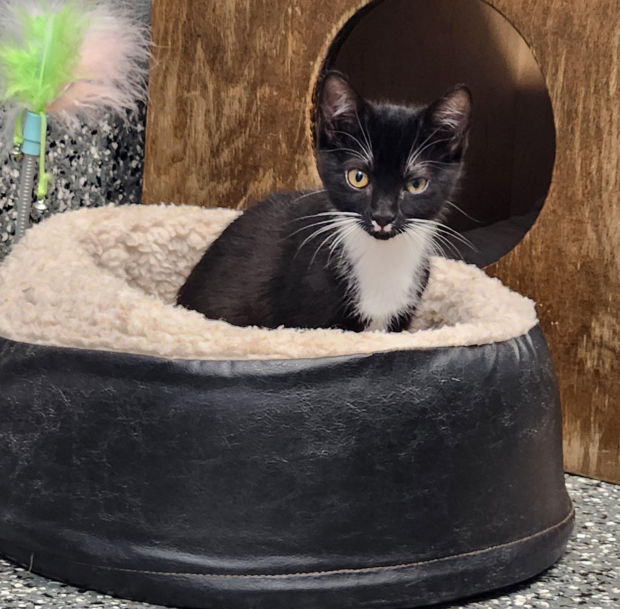 Mort, a ADOPTABLE mixed breed in Siloam Springs, AR image 4/5