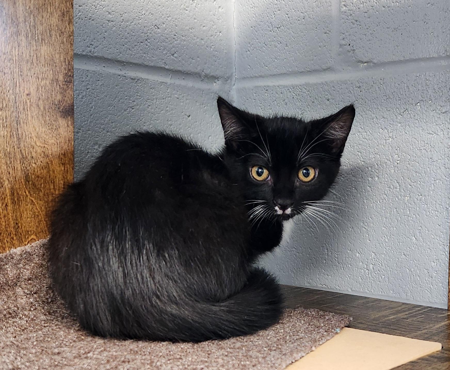 Mort, ADOPTABLE, Kitten Male Tuxedo.