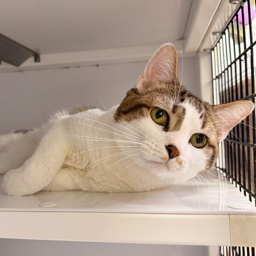 Pumba, Adoptable, Young Male Domestic Short Hair.