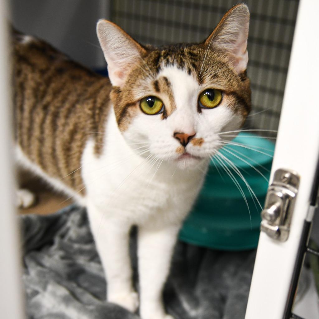 Enlarge Pumba, a Adoptable mixed breed in Ewing, NJ image 3/4