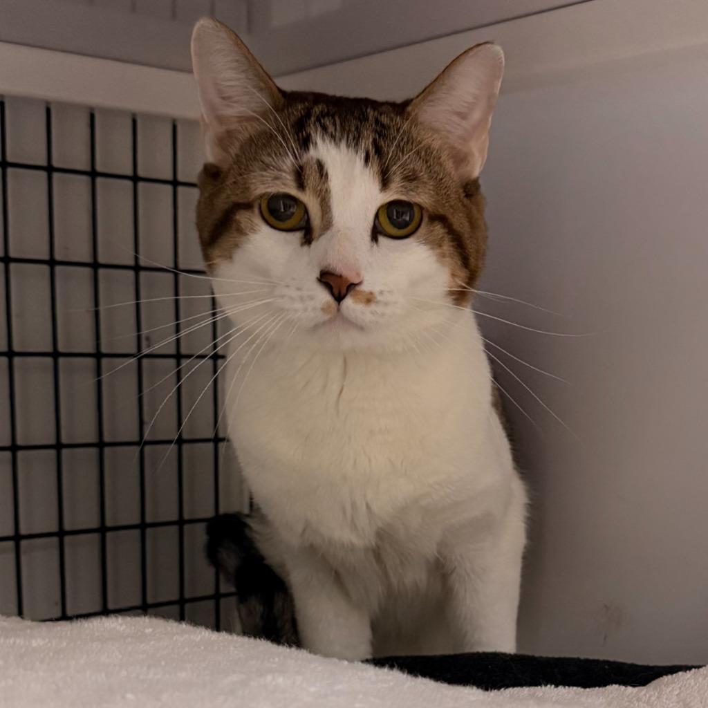 Enlarge Pumba, a Adoptable mixed breed in Ewing, NJ image 4/4