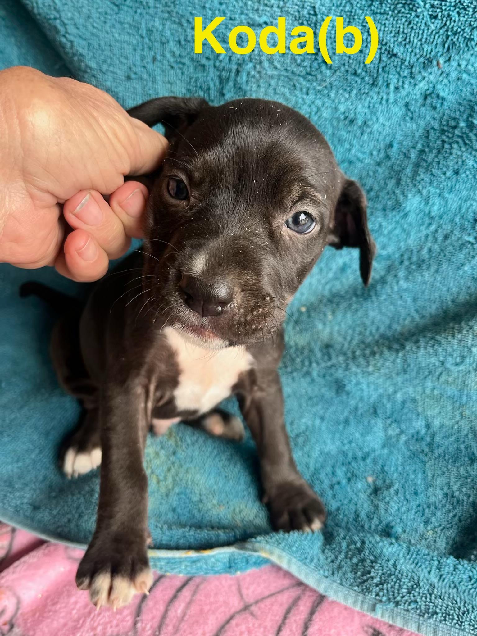 Koda, ADOPTABLE, Puppy Male Labrador Retriever & Hound.